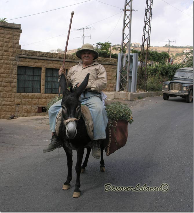 Lebanese Donkey