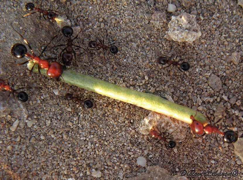 Ants from Lebanon