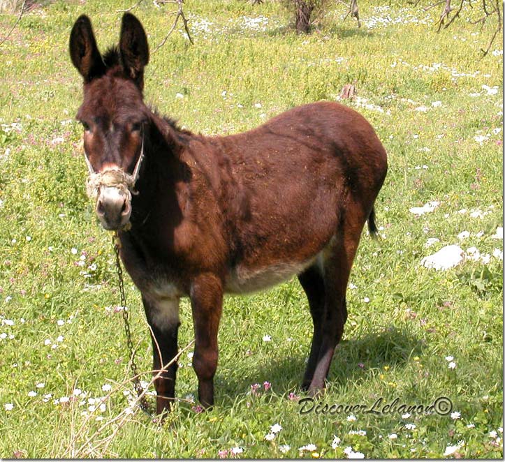 Donkey standing up