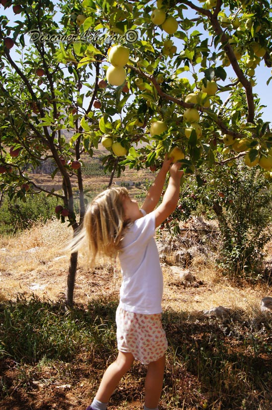 Picking of Apples in Tannourine