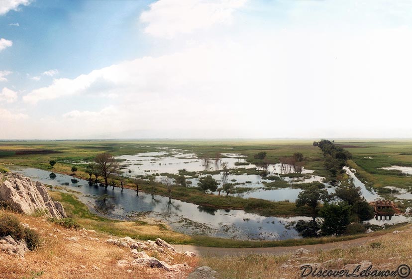 Aamiq wetland scene
