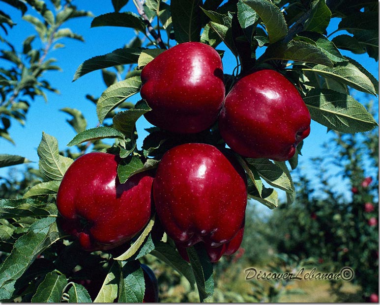 Apples tree Tannourin