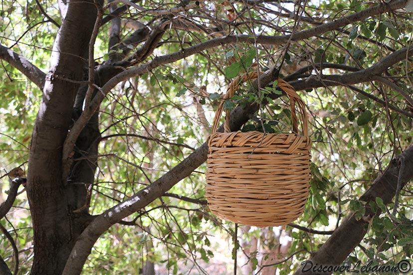 Basket in a tree