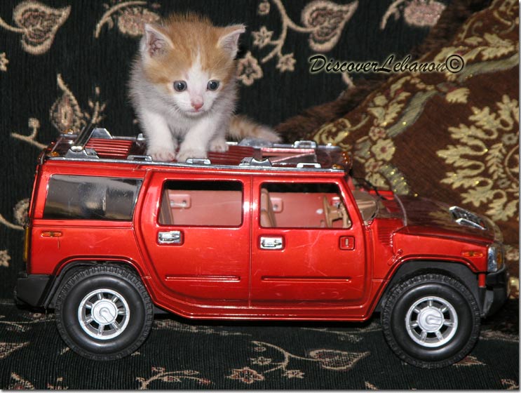 Pussy cat car