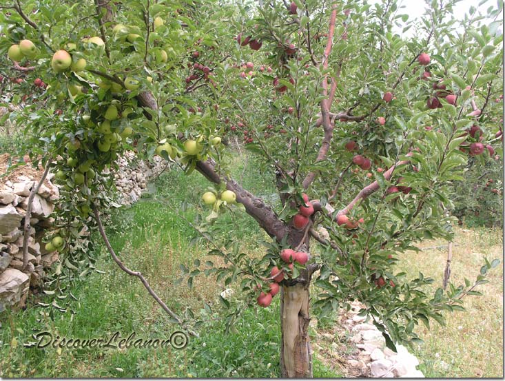 Apple Tree Akoura