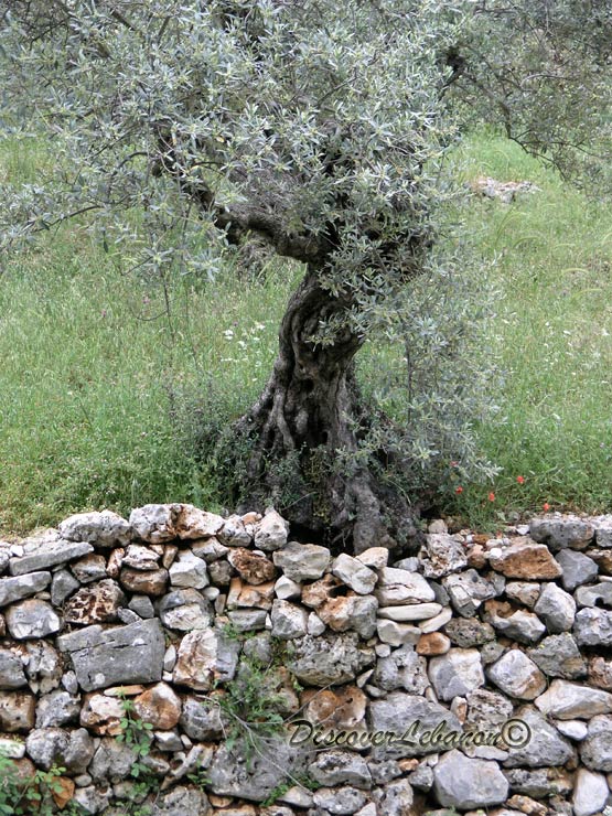 Tree in Assia