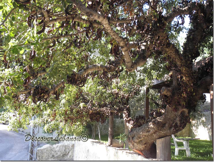 Giant Carob Tree