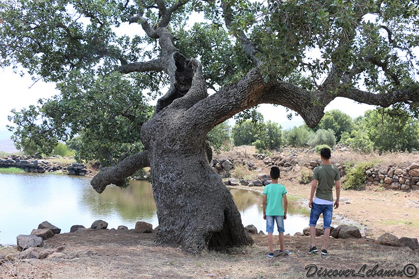 Oak tree in Kouachra