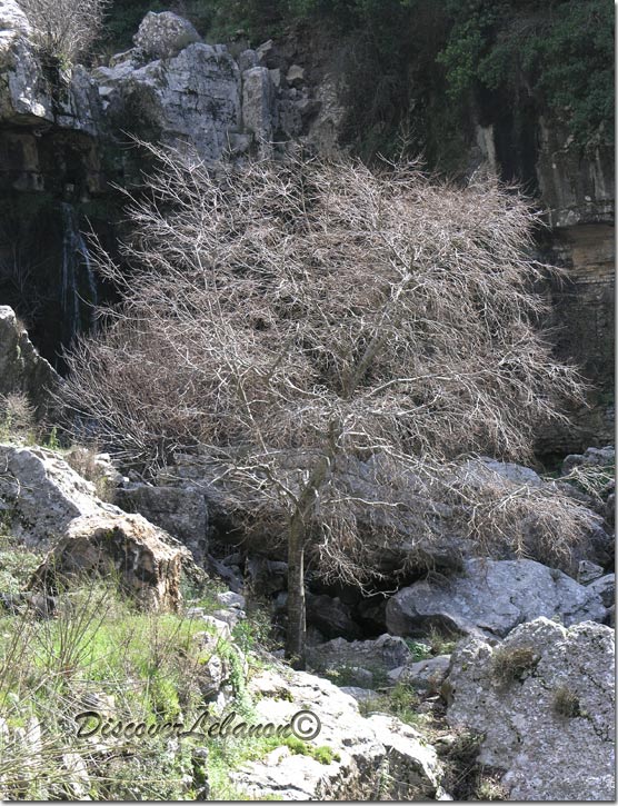 Tree Bentael Lebanon
