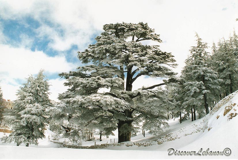 Cedar under snow