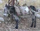 Donkey at Mishmish
