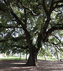 Largest Oak tree world