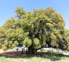 Khirbet Qanafar oak tree