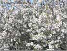 Blossom Almond