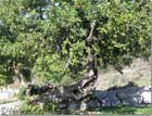 Bchele Carob Tree