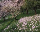 Cherry trees and flowers