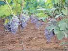 Grapes Beqaa Valley