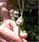 Onion Plant, Abou Fares