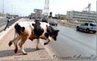 Cow passing road