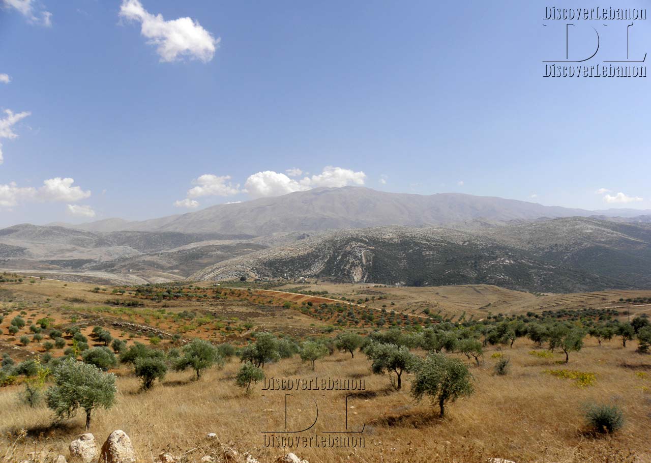 Mount Hermon olive trees