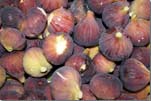 Lebanon Figs