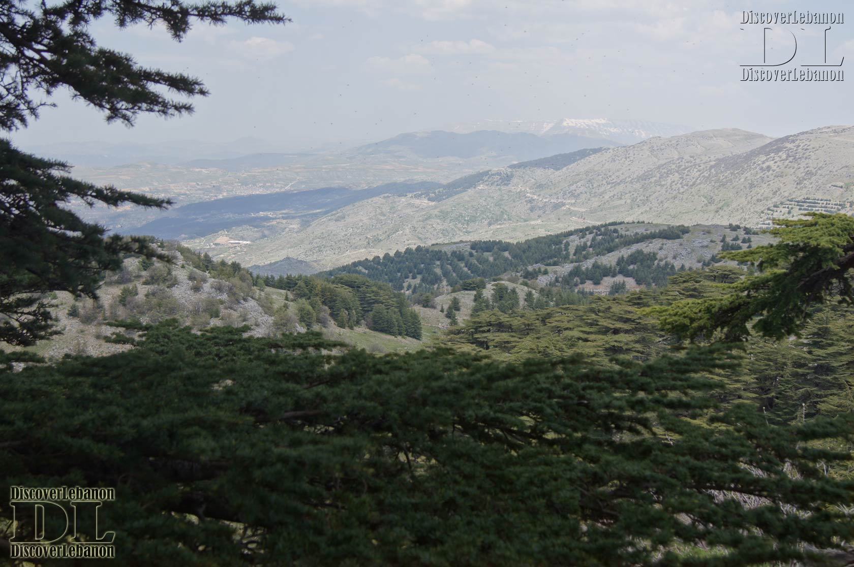 Panorama forest of Cedars in Shouf