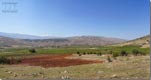 Fields in Kfarmechki