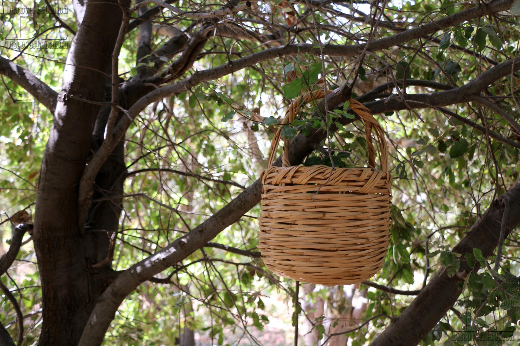 Oak tree fruit basket rattan bamboo Lebanon