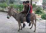 Boys riding on donkey