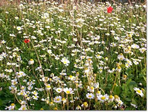 Spring and flowers